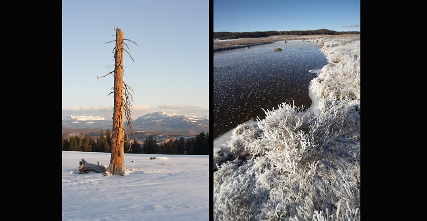 Location outdoor nature photography of winter scene with snow frozen land, lone tree and river ice crystals in Wyoming
